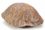 Colorful Inflated Fossil Tortoise (Stylemys) - South Dakota #355980-3